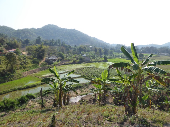 rizière nord thailande trek